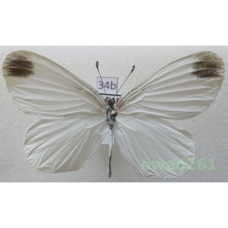 Leptidea sinapis (Linnaeus, 1758) Bulgaria34b